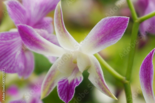 Beautiful pink orchid flowers closeup. dendrobium orchid. pink and white orchid isolated on green background. Orchid flower in garden.Dendrobium  macro orchids. purple dendrobium close up