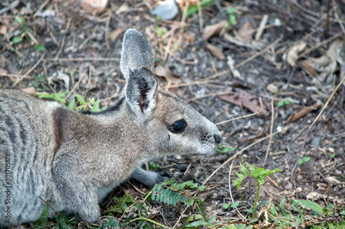 this is a side view of a bridled nailtail wallaby