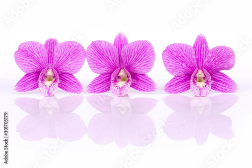 Fototapeta Naklejka Na Ścianę i Meble -  Three tropical fresh purple orchid flowers with water dew drops and shadow isolated on white background. Spring and summer concept. 