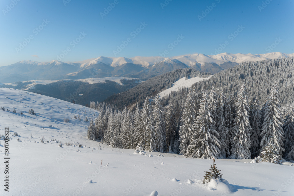 Beautiful winter nature landscape, amazing mountain view. Scenic image of woodland. Frosty day on ski resort. Carpathian, Ukraine. Superb winter wallpapers.