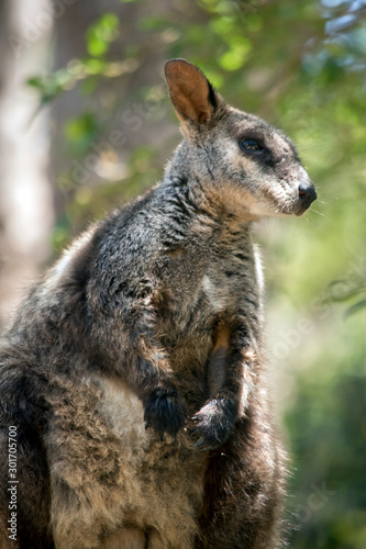 this is a close up of a brush tailed wallaby