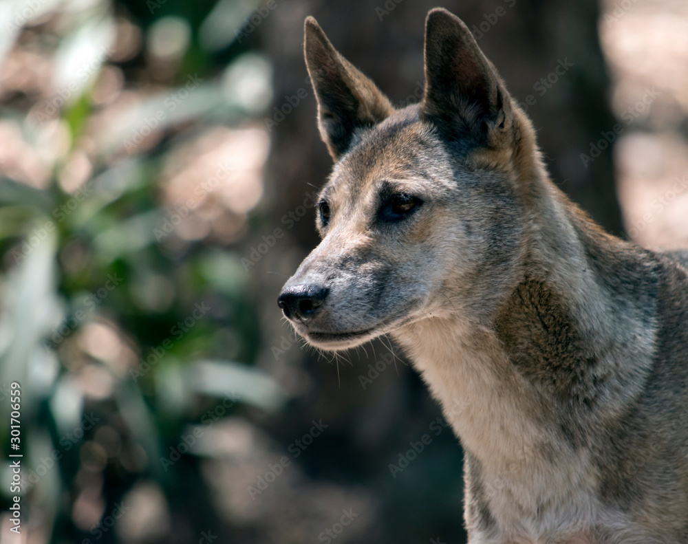 Fototapeta premium this is a close up of a dingo