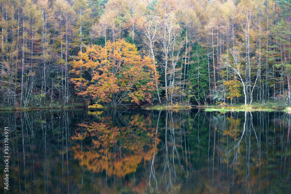 秋の森と湖の紅葉の風景　-　御射鹿池