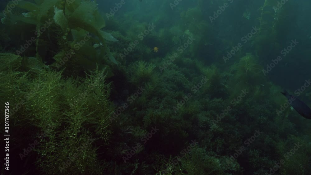A wide shot tilting upwards on SoCal kelp forests. A wide shot tilting upwards on SoCal kelp forests.