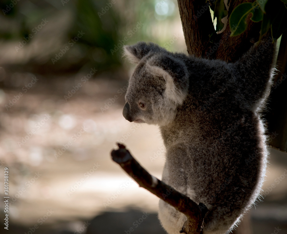 Fototapeta premium the joey koala is resting in a fork on a tree