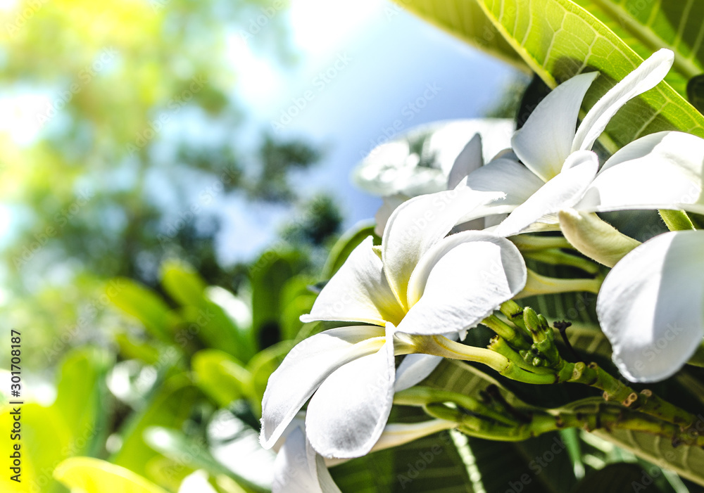 Beautiful frangipani or plumeria flowers in bright sun shine Beautiful frangipani or plumeria flowers in bright sun shine
