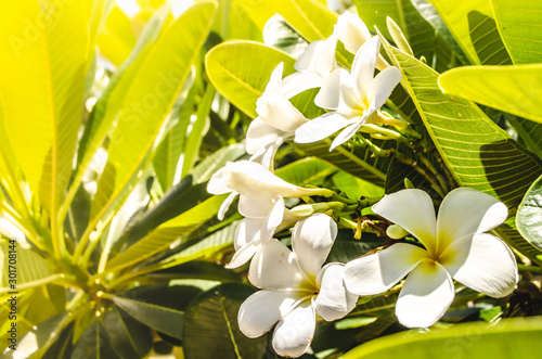 Fototapeta Naklejka Na Ścianę i Meble -  Beautiful frangipani or plumeria flowers in bright sun shine