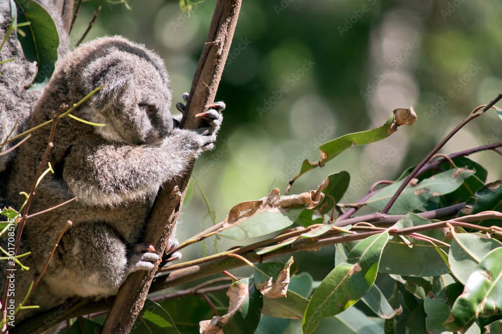 Fototapeta premium the joey koala is resting in a fork on a tree