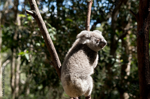 the koala is climbing down a tree