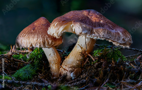 Der tödlich giftige Ziegelrote Risspilz INOCYBE ERUBESCENS als Detailaufnahme in hoher Tiefenschärfe auf Moosboden mit unscharfem Hintergrund photo