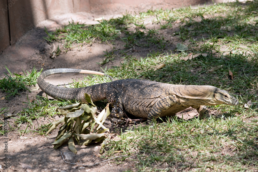 the lace monitor is looking for food the lace monitor is looking for food