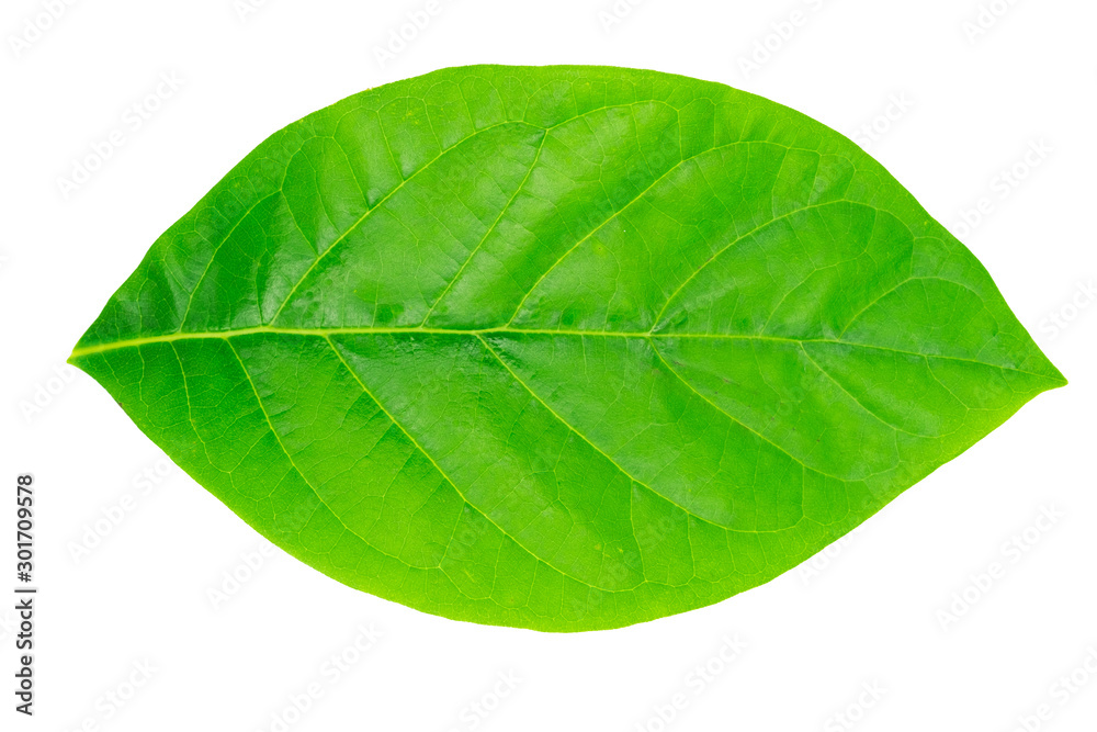 Obraz premium Top view green Avocado leaf on isolated white background ,Top view green leaf on isolated white background 