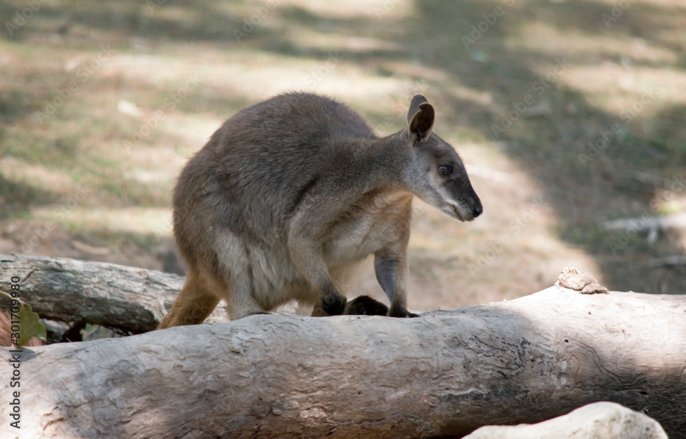 the proserpine rock wallaby is climbing a fallen tree