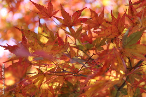 日本の愛知県の香嵐渓の紅葉の風景