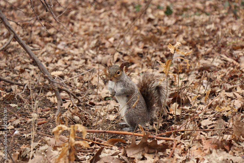 squirrel central park New York squirrel central park New York