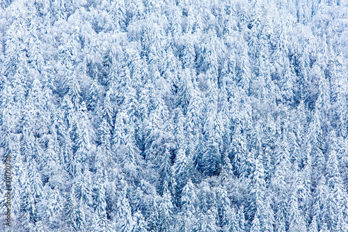 Fir trees covered with thick snow after heavy blizzard, nature background. Winter in mountains concept