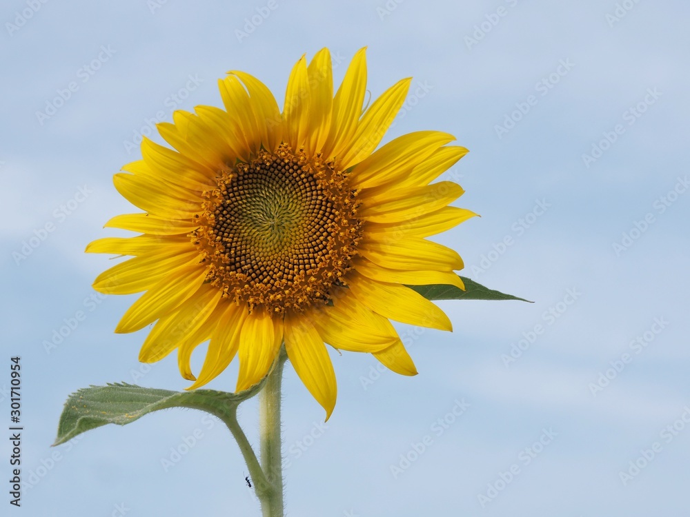 sunflower on background of blue sky sunflower on background of blue sky