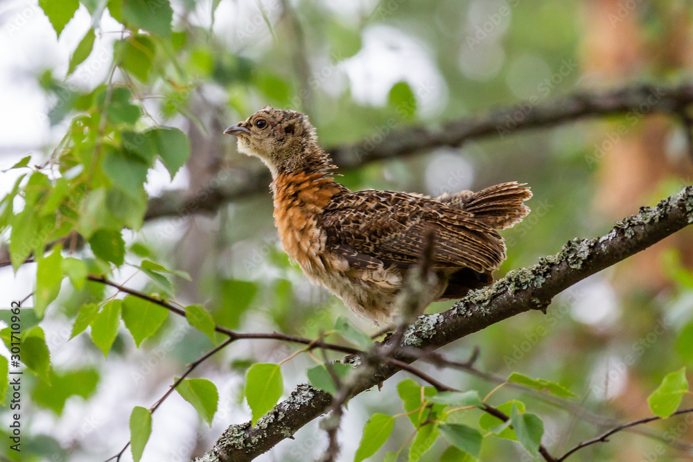 Fototapeta premium Capercaillie chick sitting on a tree branch