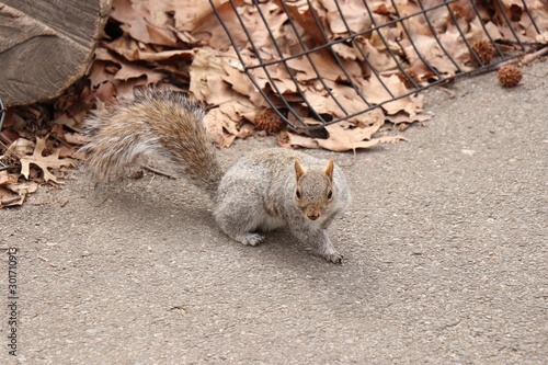 squirrel New York central park