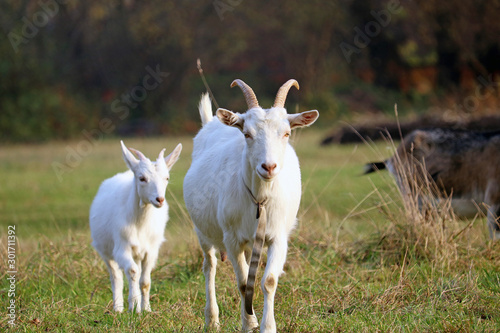 domestic goats