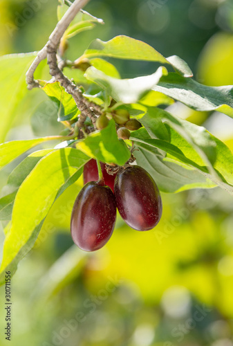 Dogwood tree with several ripe red Houndberries photo