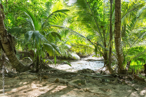 Tropical rainforest in Praslin island, Seychelles.
