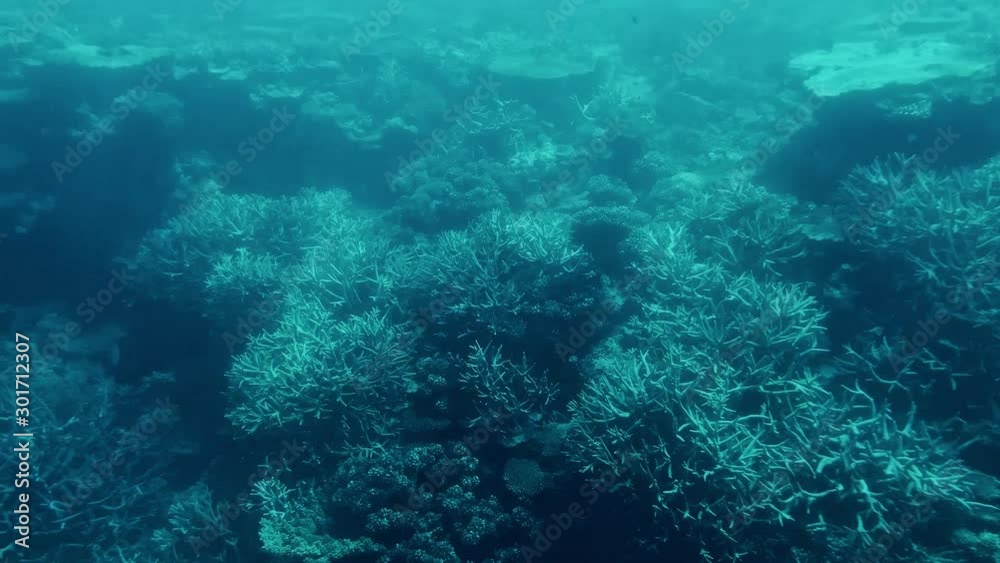 Environmental Degradation on Large part of reef, Great Barrier Reef, Queensland Australia Environmental Degradation on Large part of reef, Great Barrier Reef, Queensland Australia
