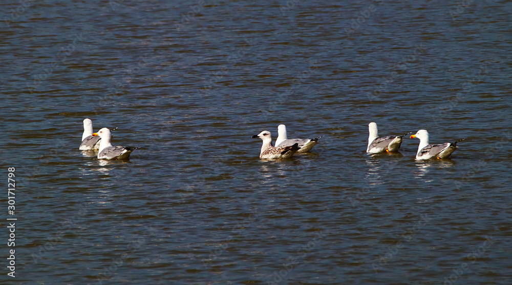 A flock of yellow-legged gulls (Larus michahellis), consisting of both juveniles and adults, swomming in a pond. A flock of yellow-legged gulls (Larus michahellis), consisting of both juveniles and adults, swomming in a pond.