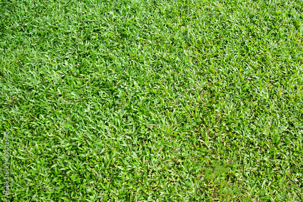 Fototapeta premium Green grass texture background, Golf Courses Green lawn, Backyard for background, Grass texture, Green lawn desktop picture, Park lawn texture.