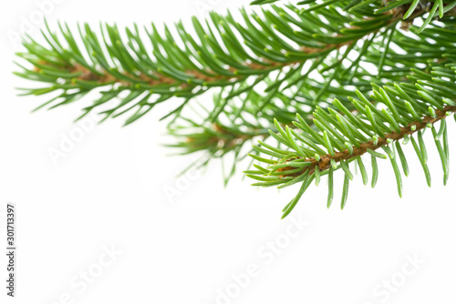 Fresh spruce green branch isolated on white