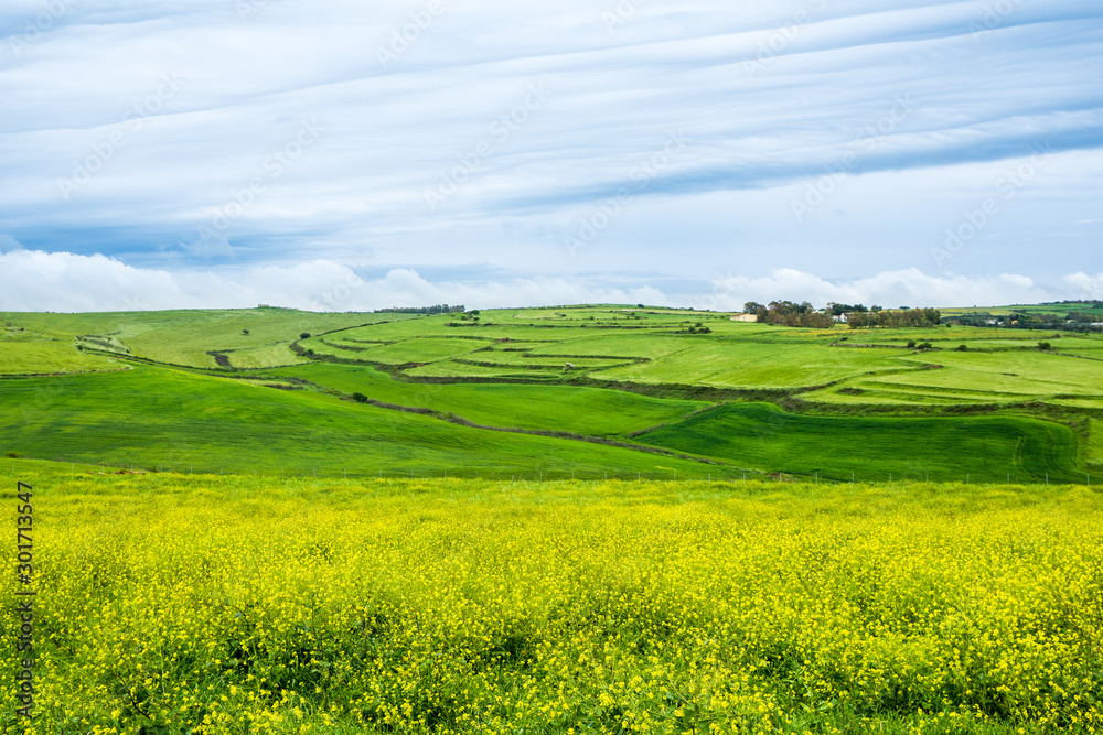 Green Hills and Yellow Flowers