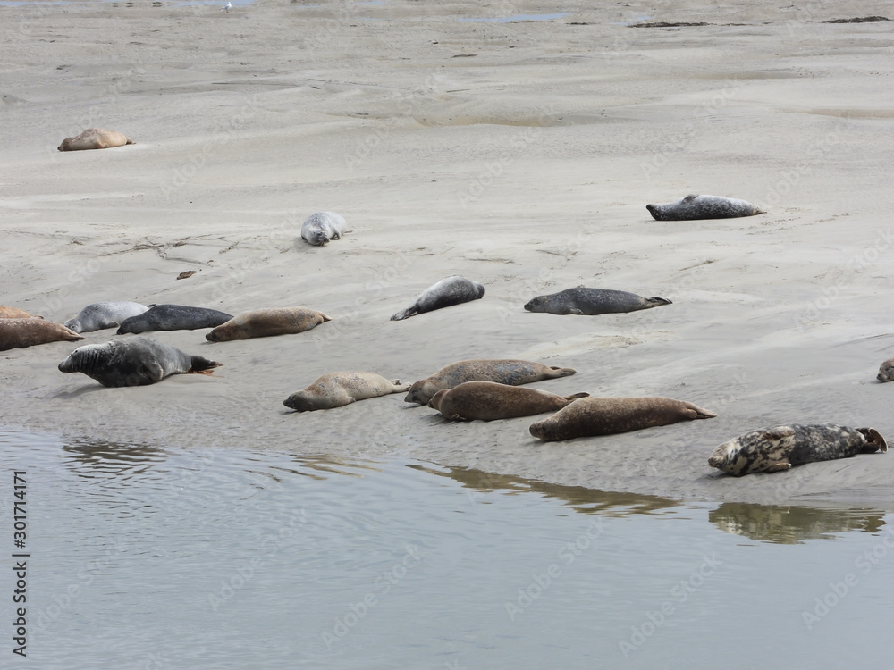 Fototapeta premium phoques