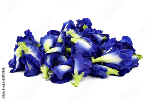 Close up of Fresh purple Butterfly pea flower or Anchan flower (Clitoria ternatea) isolated on white background. concept Healthy herbal beverage or Food nature