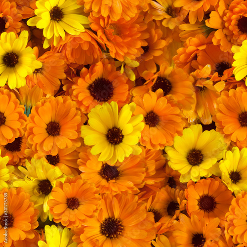 Seamless, repetitive background of orange and yellow Calendula flowers © cubart