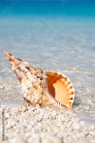 Orange triton shell with strong tiger markings standing upright on bright smooth pebble Mediterranean beach photo