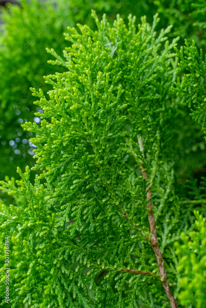 Fresh green pine leaves, Oriental Arborvitae, Thuja orientalis (also known as Platycladus orientalis) leaf texture background for design foliage pattern and backdrop.