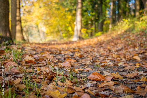 a forest floor covered with colourful leaves in autumn in sunshine