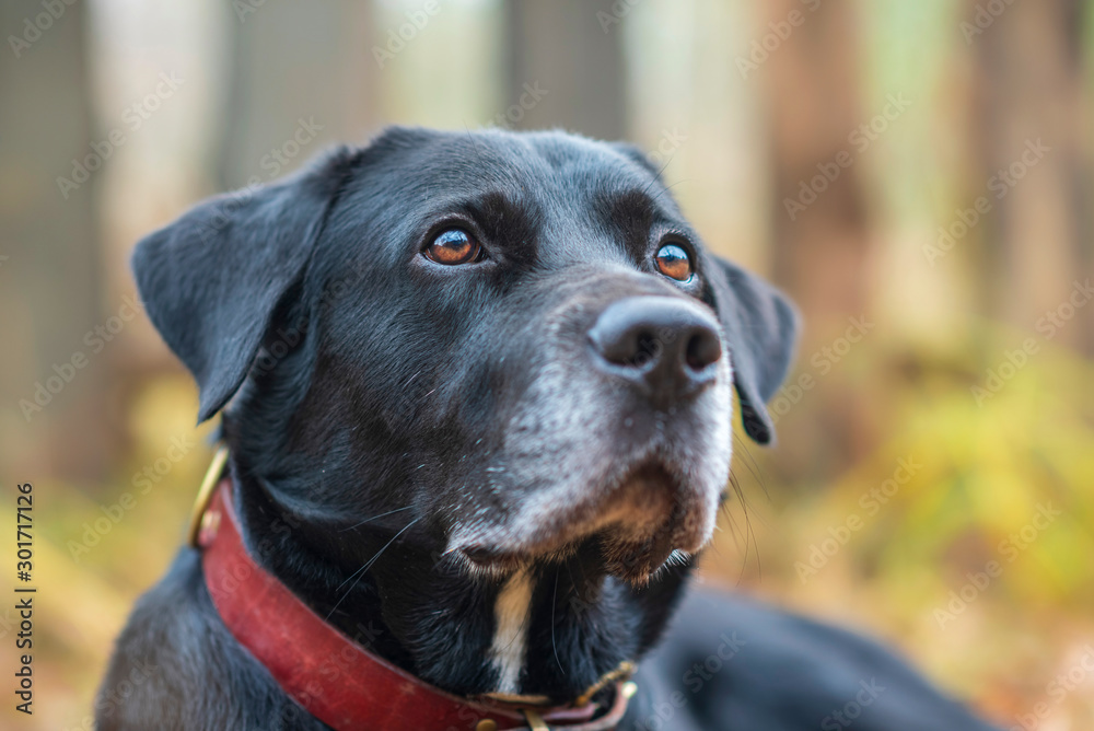 Portrait of a Labrador in the village. Photographed close-up.