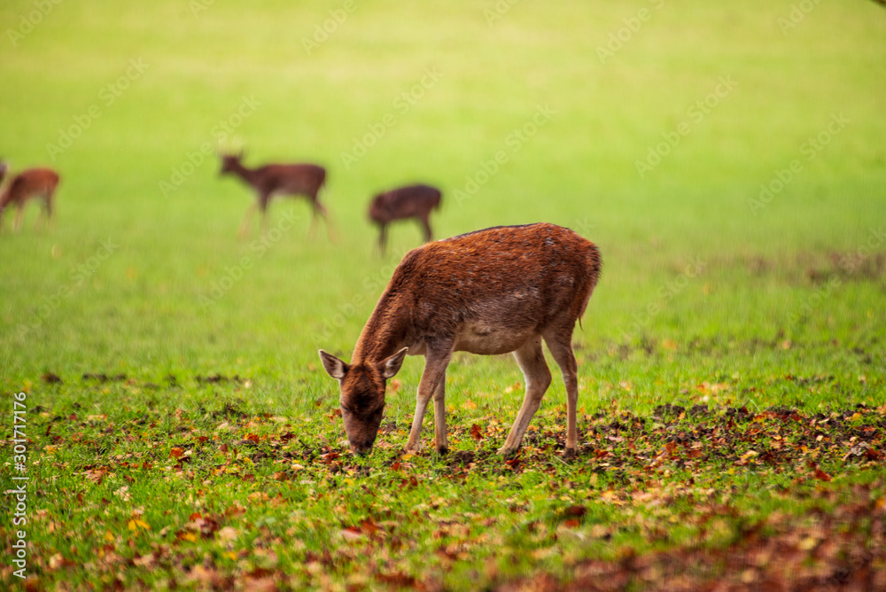 A deer herd grazes in a meadow in a foggy autumn afternoon. A deer herd grazes in a meadow in a foggy autumn afternoon.