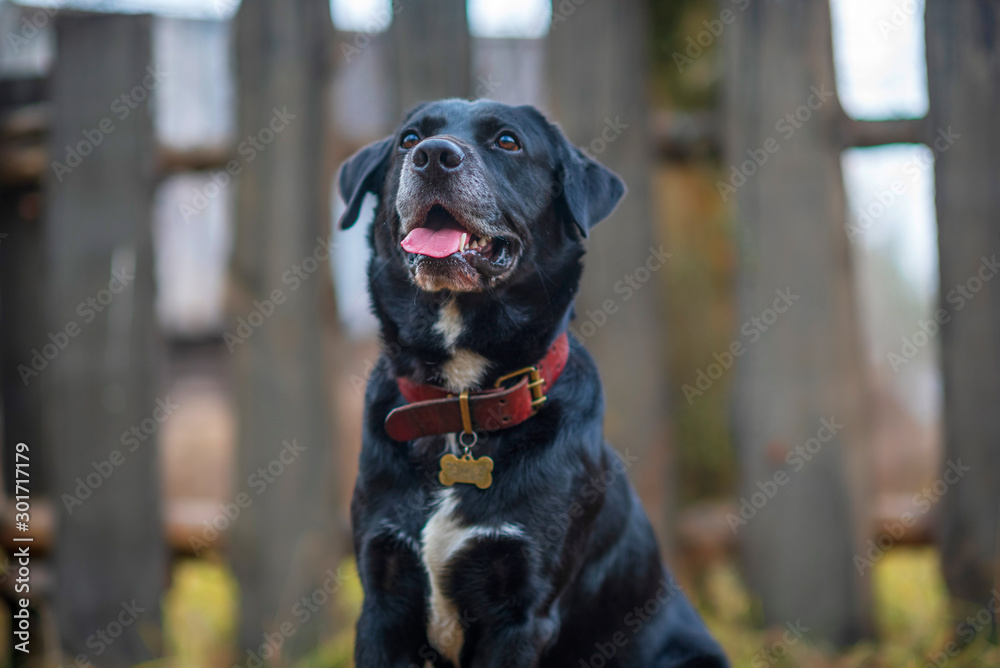 Portrait of a Labrador in the village. Photographed close-up.