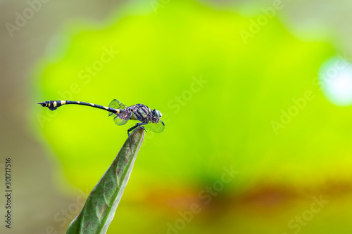 Common Flangetail (Formal Name: Ictinogomphus pertinax)