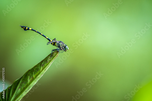 Common Flangetail (Formal Name: Ictinogomphus pertinax)