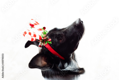 Labby Christmas