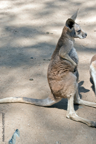 the joey red kangaroo is standing up