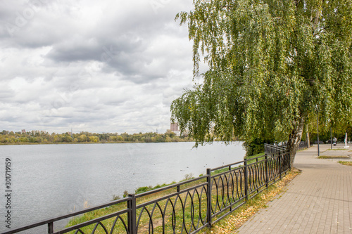 birch with a metal fence near the lake