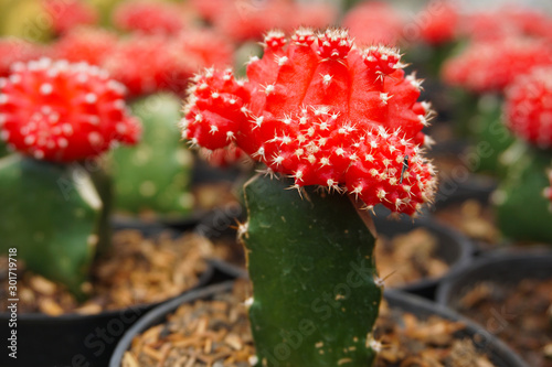 Gymnocalycium mihanovichii cactus.  red Gymno cactus isolated on blur background. close up red cactus. Close up succulent plants on blur background  red succulents isolated. gymno cactus isolated