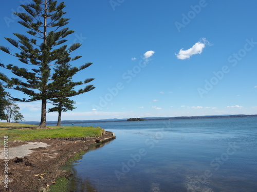 tree on the lake