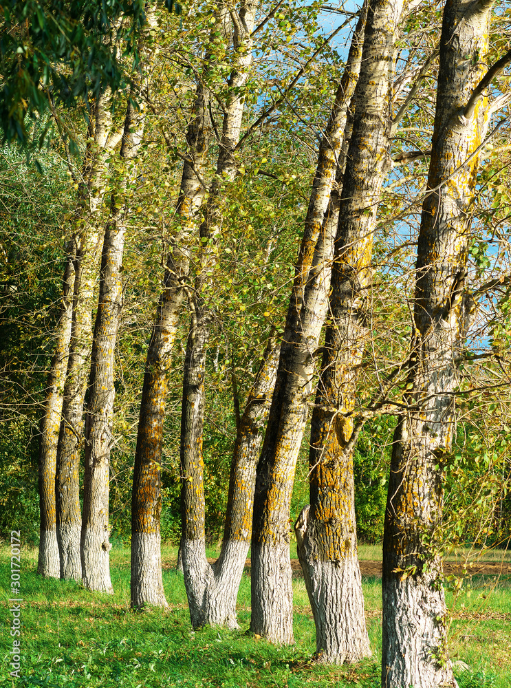 Obraz premium Curved whitewashed trees at autumn park landscape