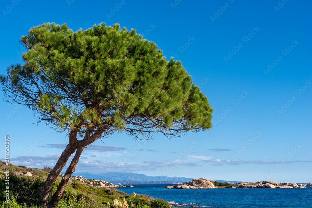 Marmorata