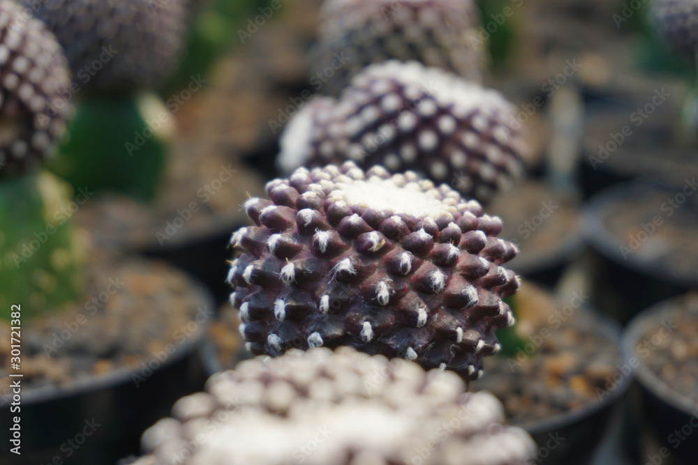 Gymnocalycium mihanovichii cactus. red Gymno cactus isolated on blur background. close up dark cactus. Close up succulent plants on blur background, gymno dark cocholate. gymno isolated Gymnocalycium mihanovichii cactus. red Gymno cactus isolated on blur background. close up dark cactus. Close up succulent plants on blur background, gymno dark cocholate. gymno isolated
